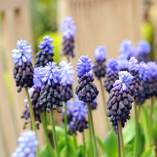 Muscari latifolium Muscari latifolium