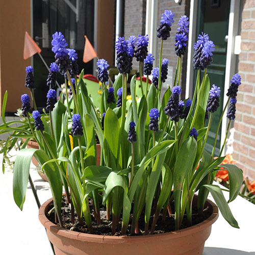 Muscari latifolium Muscari latifolium