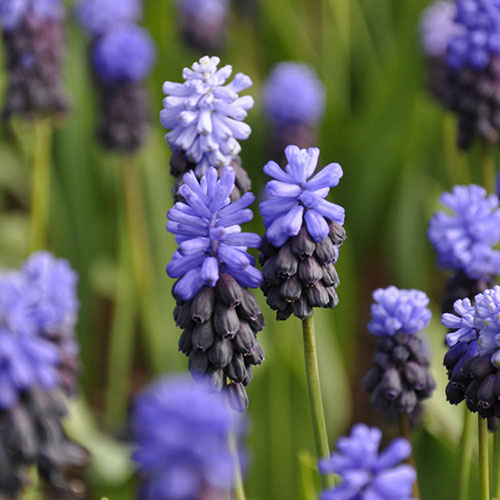 Muscari latifolium Muscari latifolium