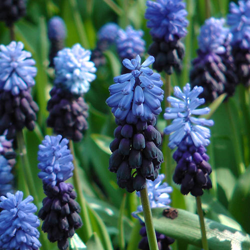 Muscari latifolium Muscari latifolium