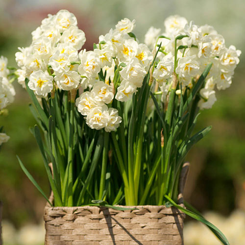 Narcissus Bridal Crown Narcissus Bridal Crown