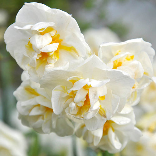 Narcissus Bridal Crown Narcissus Bridal Crown