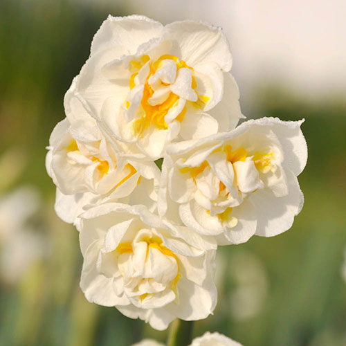 Narcissus Bridal Crown Narcissus Bridal Crown