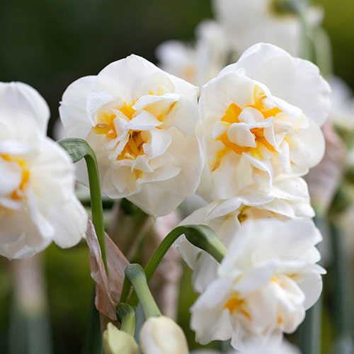 Narcissus Bridal Crown Narcissus Bridal Crown