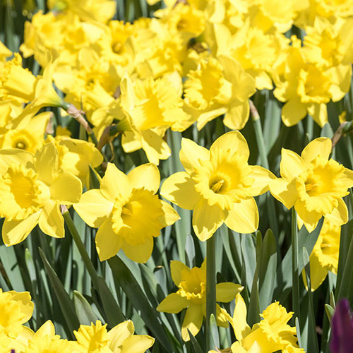 Narcissus Dutch Master Narcissus Dutch Master