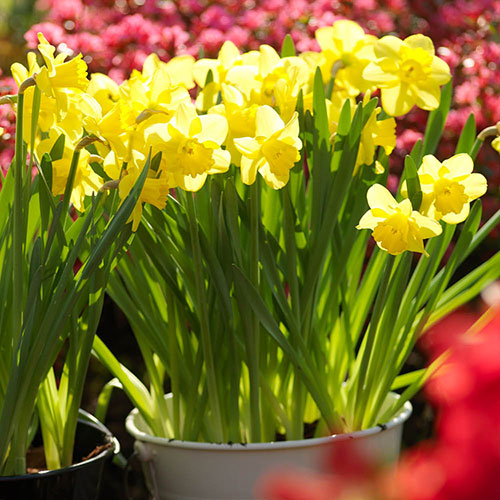 Narcissus Dutch Master Narcissus Dutch Master