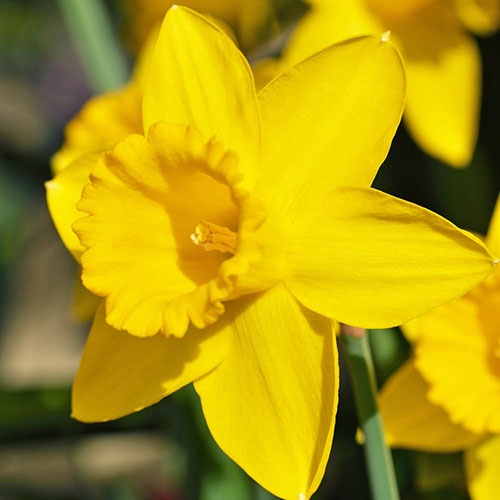 Narcissus Dutch Master Narcissus Dutch Master