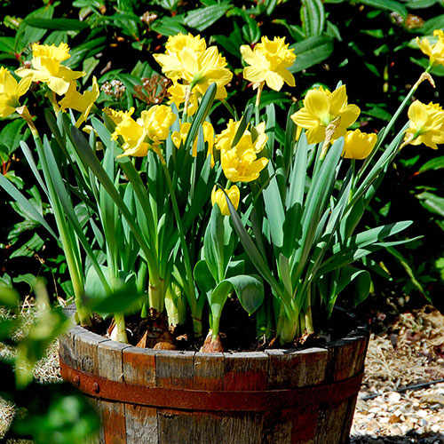 Narcissus Dutch Master Narcissus Dutch Master