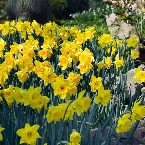 Narcissus Dutch Master Narcissus Dutch Master