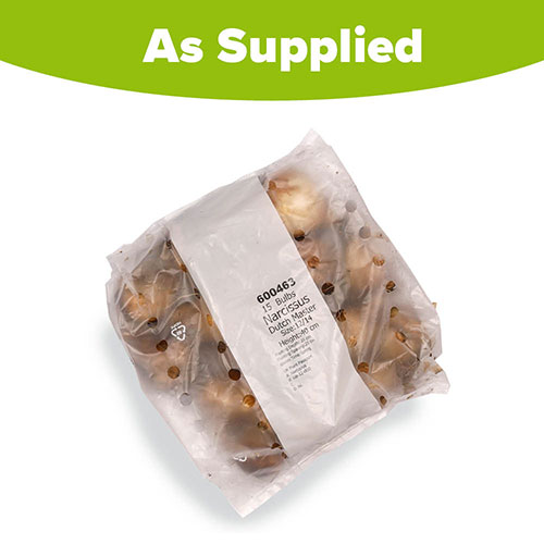 Narcissus Dutch Master Narcissus Dutch Master