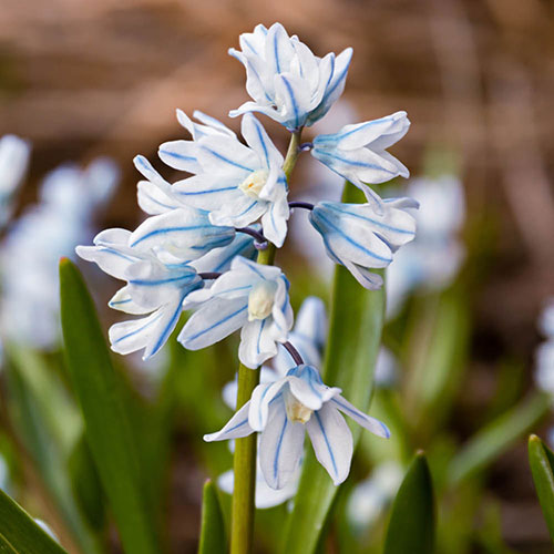 Puschkinia libanotica