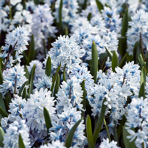 Puschkinia libanotica Puschkinia libanotica