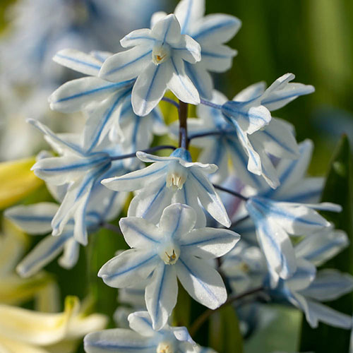 Puschkinia libanotica Puschkinia libanotica