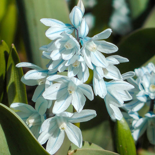 Puschkinia libanotica Puschkinia libanotica