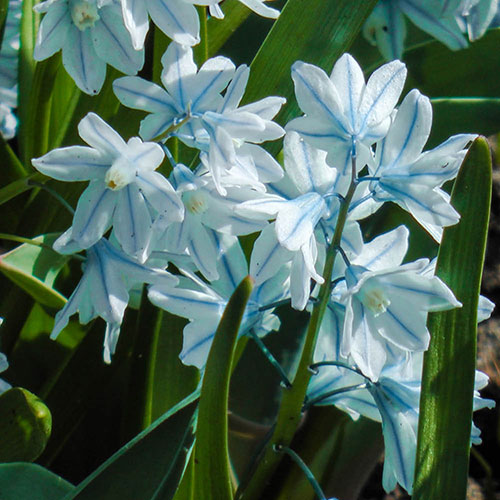 Puschkinia libanotica Puschkinia libanotica