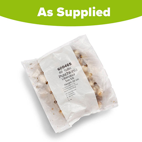 Puschkinia libanotica Puschkinia libanotica