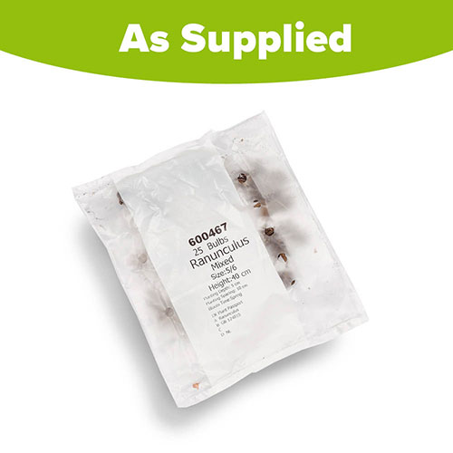 Mixed Colour Ranunculus Mixed Colour Ranunculus