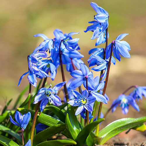 Scilla siberica