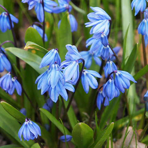 Scilla siberica Scilla siberica