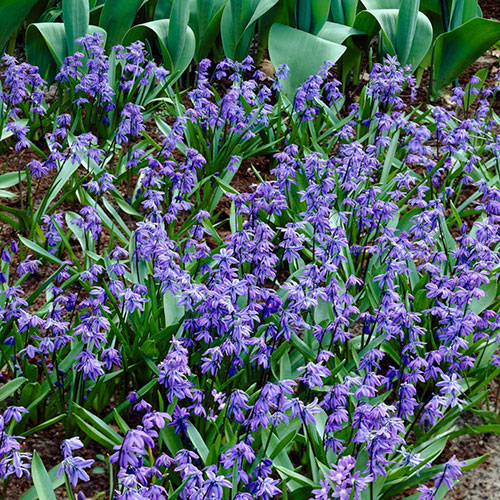 Scilla siberica Scilla siberica