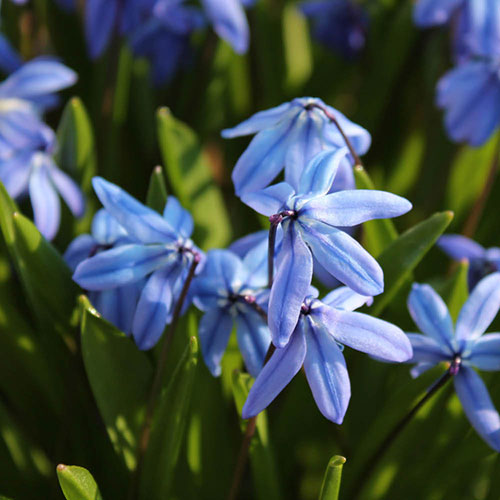 Scilla siberica Scilla siberica