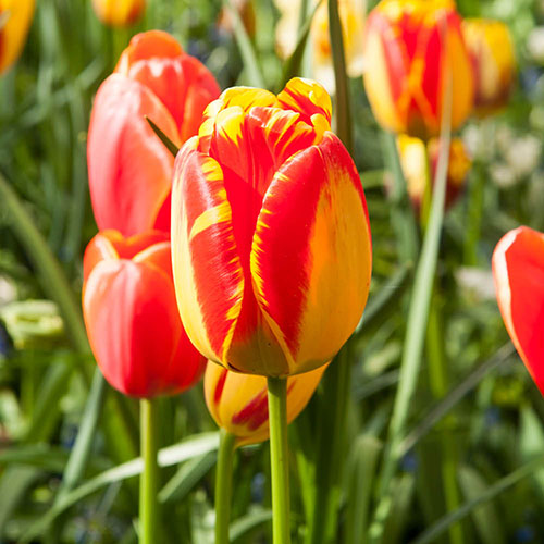 Tulip Banja Luka Tulip Banja Luka