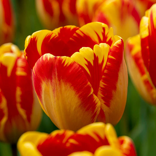 Tulip Banja Luka Tulip Banja Luka