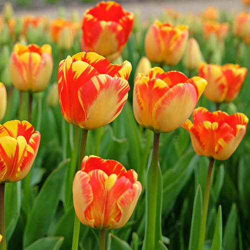 Tulip Banja Luka Tulip Banja Luka