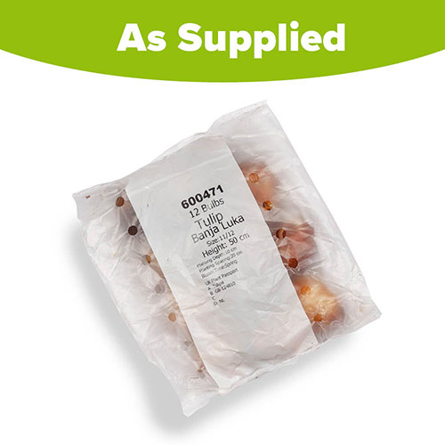 Tulip Banja Luka Tulip Banja Luka