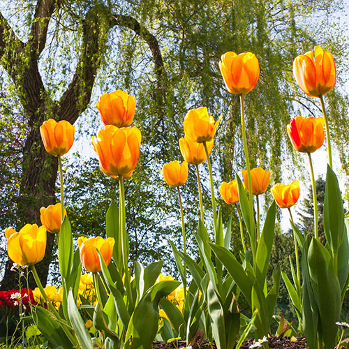 Tulip Blushing Apeldoorn Tulip Blushing Apeldoorn