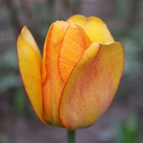 Tulip Blushing Apeldoorn Tulip Blushing Apeldoorn