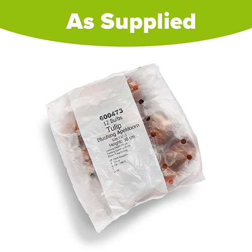 Tulip Blushing Apeldoorn Tulip Blushing Apeldoorn