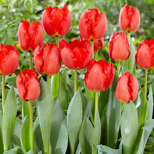 Tulip Crystal Beauty Tulip Crystal Beauty