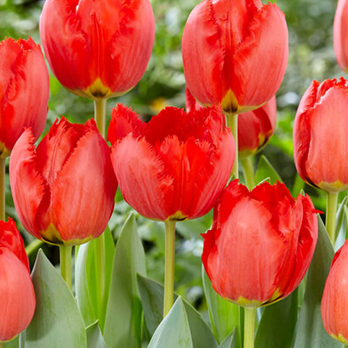 Tulip Crystal Beauty Tulip Crystal Beauty
