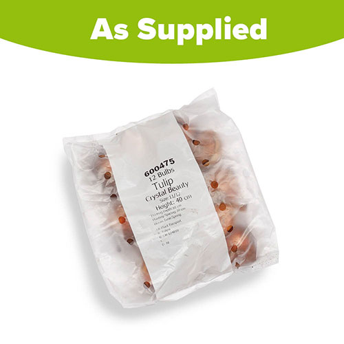 Tulip Crystal Beauty Tulip Crystal Beauty