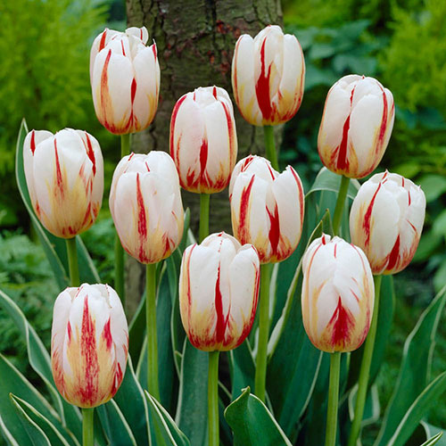 Tulip Happy Generation