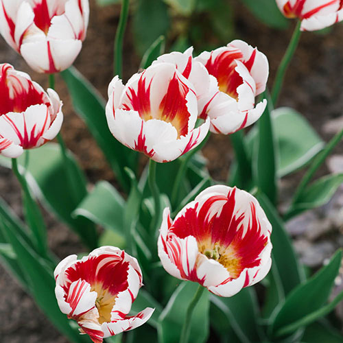 Tulip Happy Generation Tulip Happy Generation