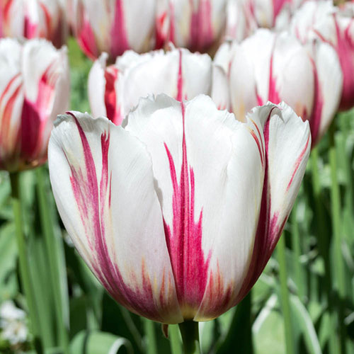 Tulip Happy Generation Tulip Happy Generation