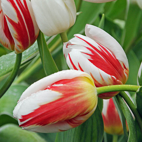 Tulip Happy Generation Tulip Happy Generation