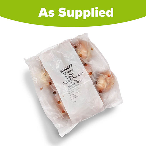 Tulip Happy Generation Tulip Happy Generation