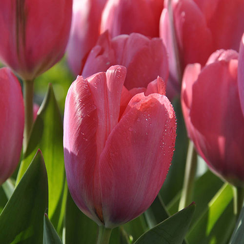 Tulip van Eijk Tulip van Eijk