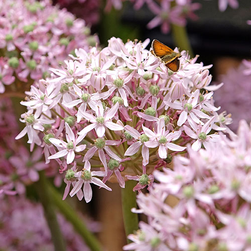 Allium Pink Jewel