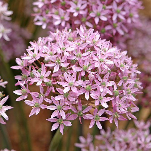Allium Pink Jewel Allium Pink Jewel