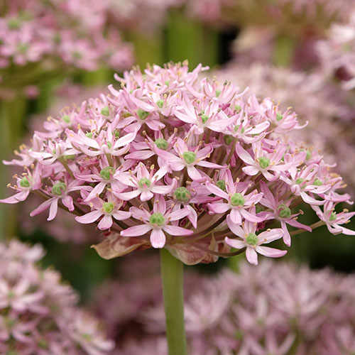 Allium Pink Jewel Allium Pink Jewel