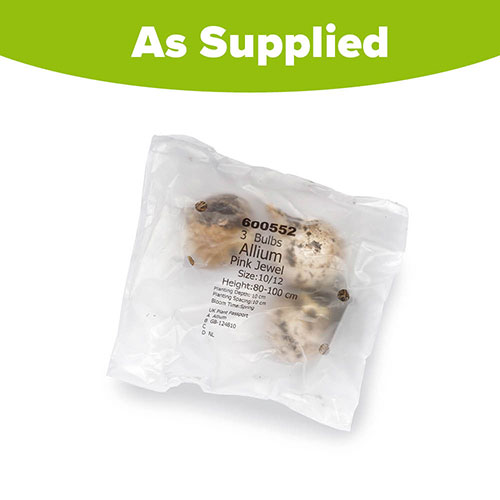 Allium Pink Jewel Allium Pink Jewel