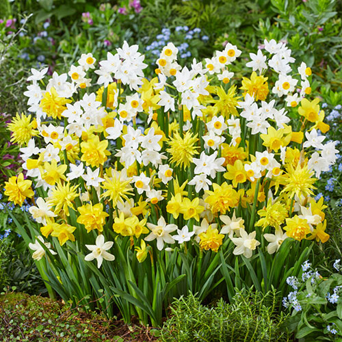 Early Flowering Naturalising Daffodil Mix