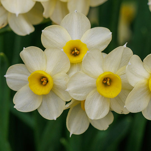 Early Flowering Naturalising Daffodil Mix Early Flowering Naturalising Daffodil Mix