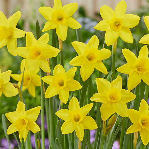 Early Flowering Naturalising Daffodil Mix Early Flowering Naturalising Daffodil Mix