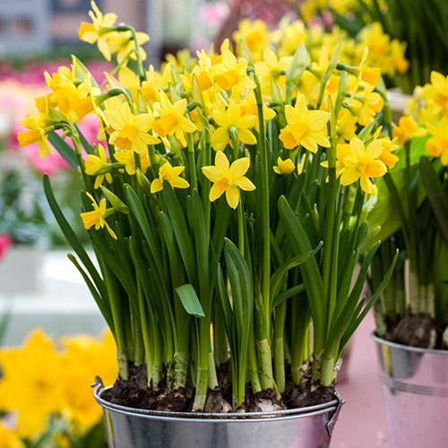 Early Flowering Naturalising Daffodil Mix Early Flowering Naturalising Daffodil Mix