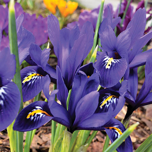 Iris Harmony Iris Harmony
